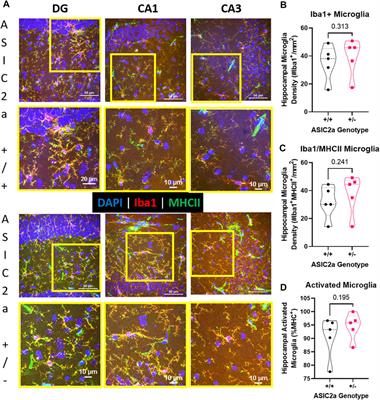 Increased seizure sensitivity in pregnant mice with genetic knockdown of acid sensing ion channel 2a is associated with impaired hippocampal inflammatory response